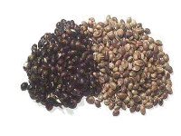 Chenevis