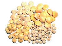 Lupins